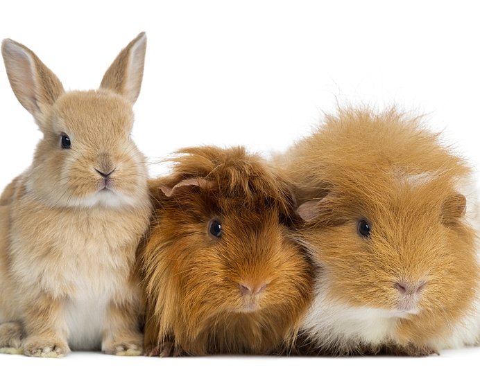 Drobní savci a ostatní zvířata